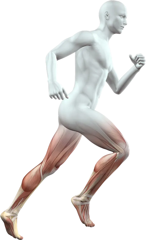 Human body Joints
